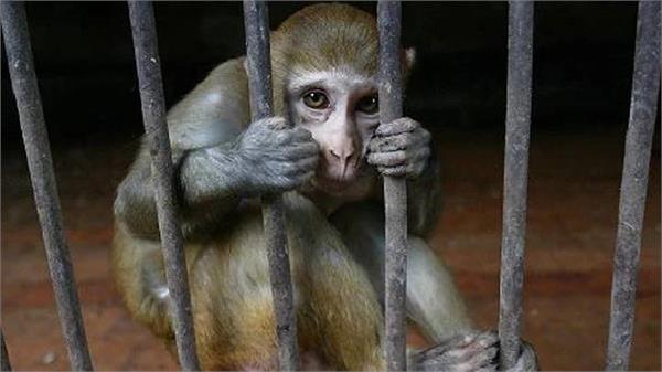 ਇਕ ਬਾਂਦਰ ਨੂੰ ਉਸਦੇ ਗਲਤ ਕੰਮਾਂ ਕਾਰਨ ‘ਉਮਰਕੈਦ’ ਦੀ ਸਜ਼ਾ ਮਿਲੀ। 