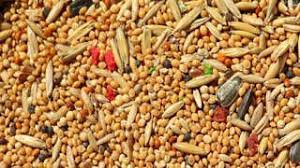  ਮੋਟੇ ਅਨਾਜਾਂ ਤੋਂ ਤਿਆਰ ਭਾਰਤੀ ਪਕਵਾਨਾਂ ਨੂੰ ਚੀਨ ’ਚ ਹਰਮਨ ਪਿਆਰਾ ਬਣਾਉਣ ਦੇ ਯਤਨ ਹੋਏ ਜਾਰੀ। 