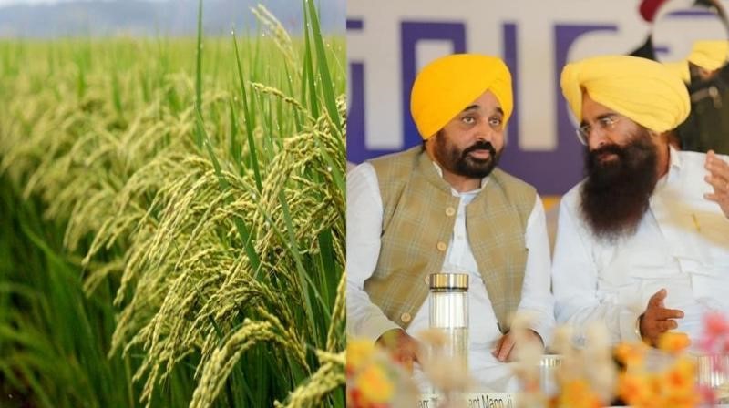 ਸੂਬੇ ਭਰ ਵਿਚੋਂ ਅੰਮ੍ਰਿਤਸਰ ਜ਼ਿਲ੍ਹਾ 1.46 ਲੱਖ ਹੈਕਟੇਅਰ ਰਕਬੇ ਵਿਚ ਬਾਸਮਤੀ ਦੀ ਕਾਸ਼ਤ ਨਾਲ ਮੋਹਰੀ 