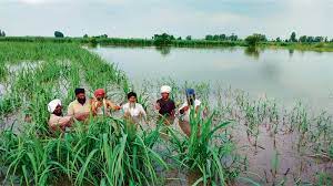 ਬਿਆਸ ਦਰਿਆ ''ਚ ਪਾਣੀ ਦਾ ਪੱਧਰ ਵਧਣ ਕਾਰਨ ਦਰਜਨ ਤੋਂ ਵੱਧ ਪਿੰਡਾਂ ''ਚ ਹੋਇਆ ਭਾਰੀ ਨੁਕਸਾਨ। 