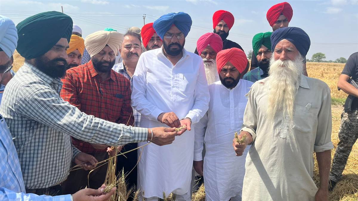 ਗੜੇਮਾਰੀ ਦਾ ਸ਼ਿਕਾਰ ਹੋਏ ਕਿਸਾਨਾਂ ਨੂੰ ਢਾਰਸ ਦੇਣ ਪੁੱਜੇ ਖੇਤੀਬਾੜੀ ਮੰਤਰੀ, ਕਿਹਾ - ਨੁਕਸਾਨ ਦੀ ਭਰਪਾਈ ਕਰੇਗੀ ਰਾਜ ਸਰਕਾਰ